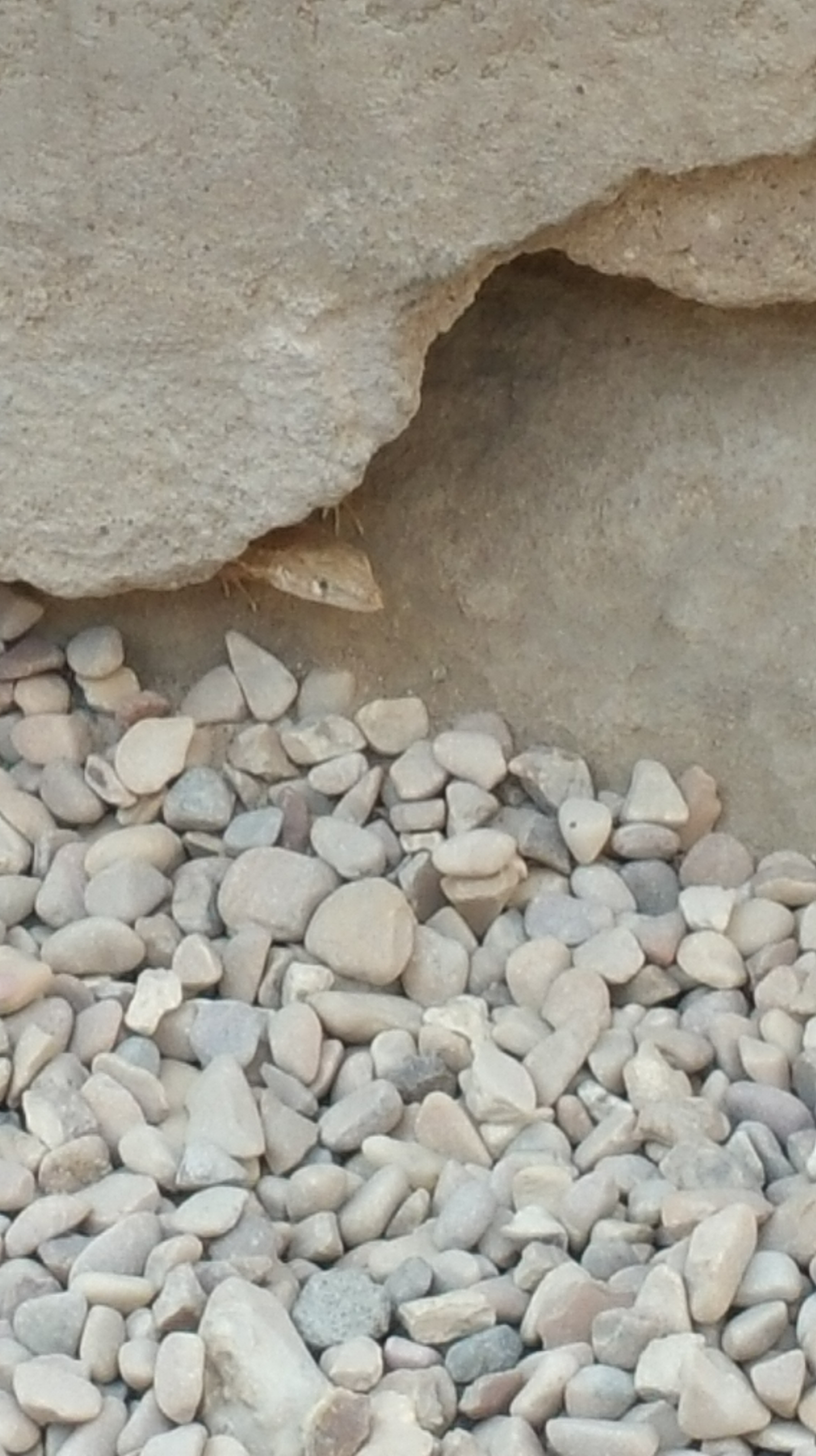 Ägypten-das Land der Pharaonen…3-4 Karnak/Luxor/Tal der Könige