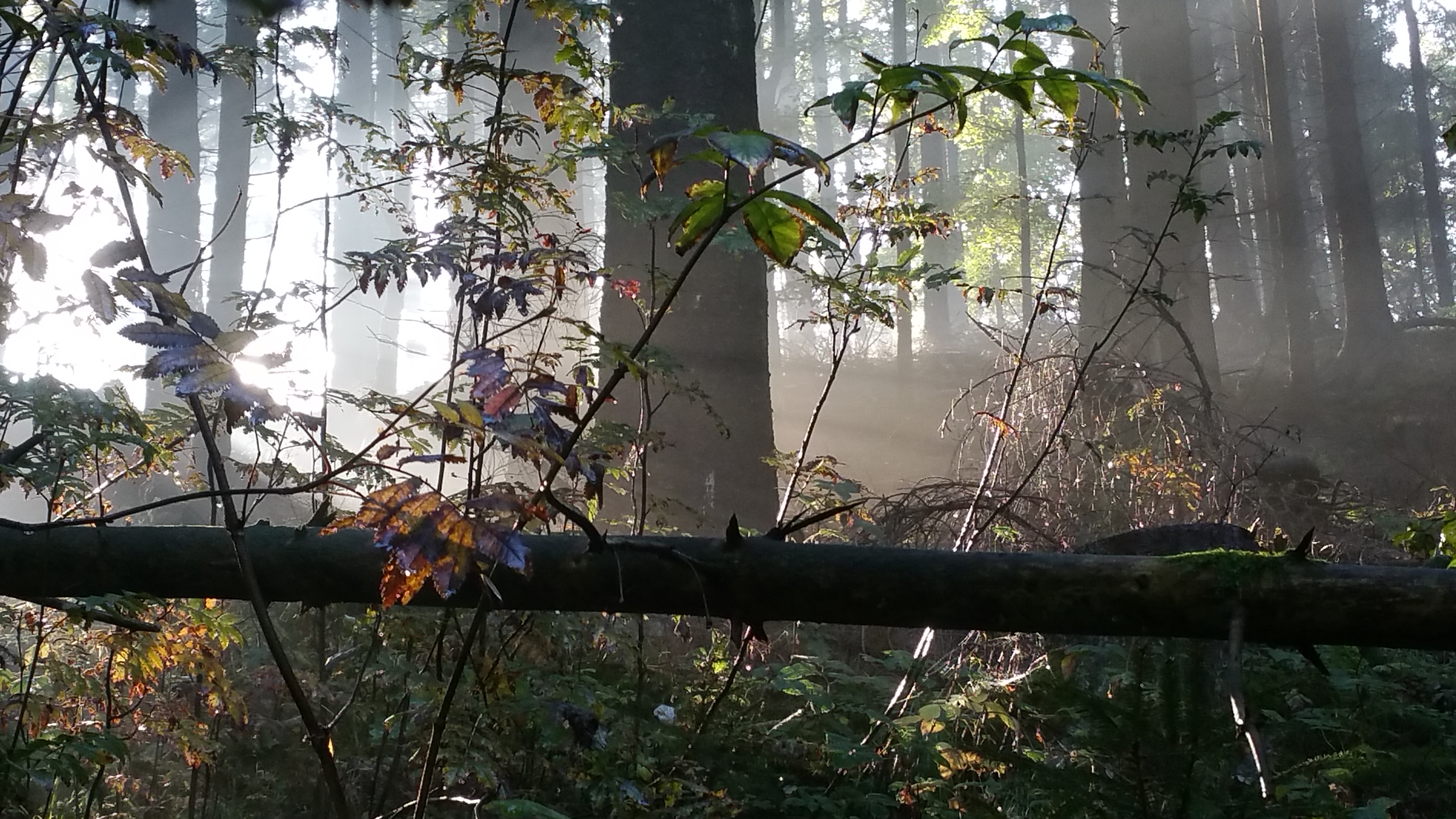 Nun ist er da…der Herbst